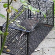 Utilisation piège à rat