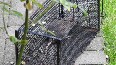 Utilisation piège à rat