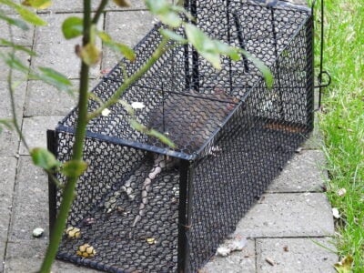Utilisation piège à rat