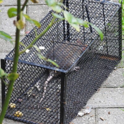 Utilisation piège à rat