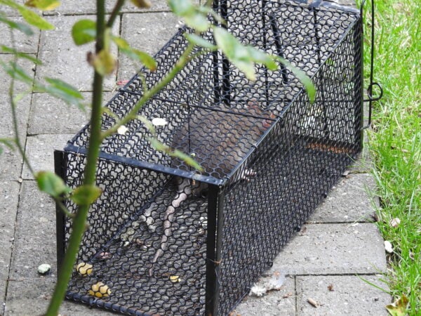 Utilisation piège à rat