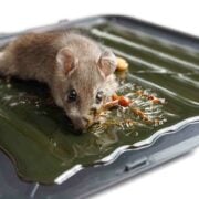 Souris capturée