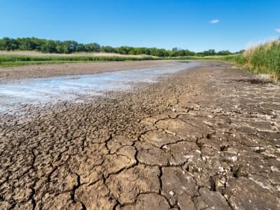 impacts de la sécheresse sur la lutte antiparasitaire