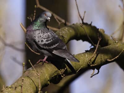 oiseaux pauser sur une branche