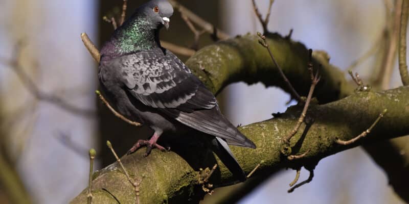 oiseaux pauser sur une branche