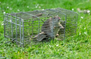 Surmulot (Rattus norvegicus) capturé dans un piège-cage métallique galvanisé