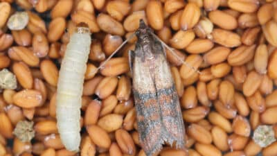 Phéromones et lutte antiparasitaire : Illustration d'insectes des produits stockés posé sur des graines