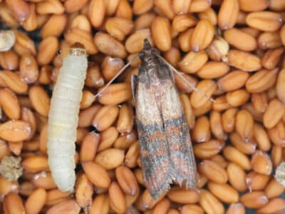 Phéromones et lutte antiparasitaire : Illustration d'insectes des produits stockés posé sur des graines