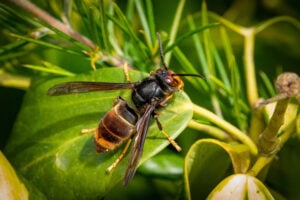 Frelon asiatique à pattes jaunes sur une feuille