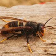 danger du frelon asiatique à pattes jaunes sur du bois