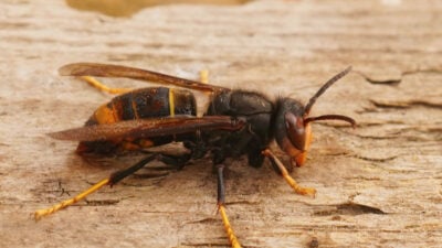 danger du frelon asiatique à pattes jaunes sur du bois