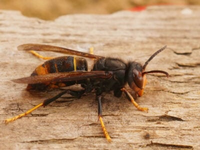 danger du frelon asiatique à pattes jaunes sur du bois