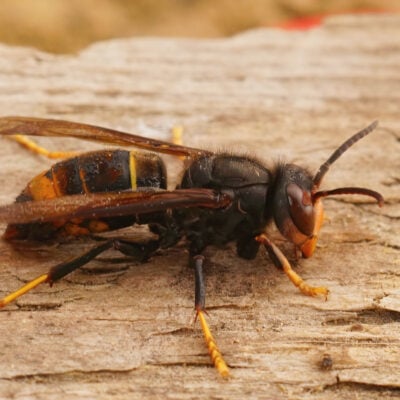 danger du frelon asiatique à pattes jaunes sur du bois