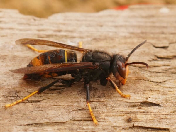 danger du frelon asiatique à pattes jaunes sur du bois