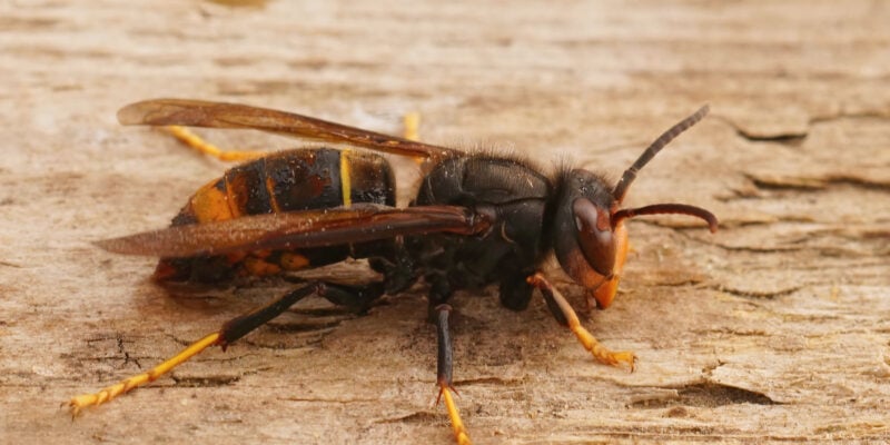 danger du frelon asiatique à pattes jaunes sur du bois