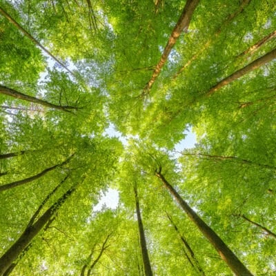 Espèces envahissantes et climat