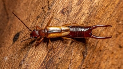 gros plan d’un perce-oreille posé sur une surface en bois