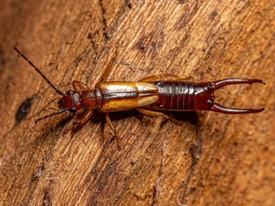 gros plan d’un perce-oreille posé sur une surface en bois