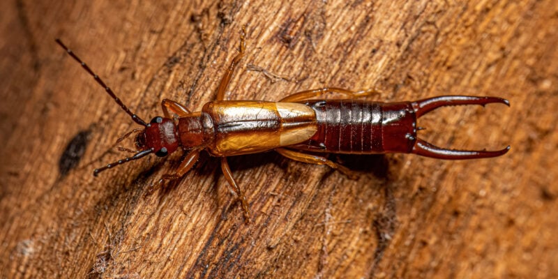 gros plan d’un perce-oreille posé sur une surface en bois