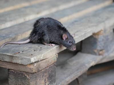 Rat surmulot sauvage, Rattus norvegicus, est assis sur une palette en bois