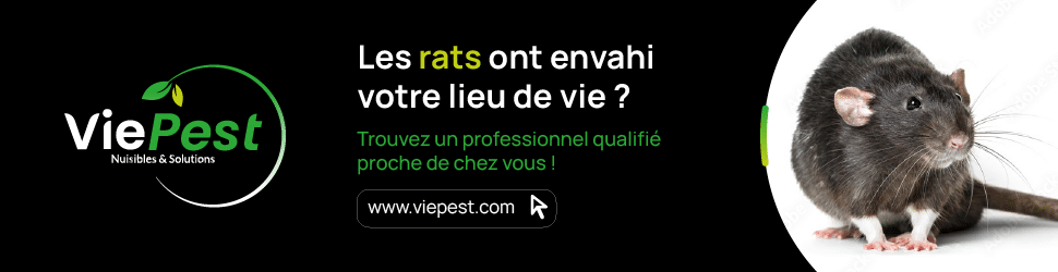 Boite D'Appat A Rat Noir Avec Couvercle Transparent