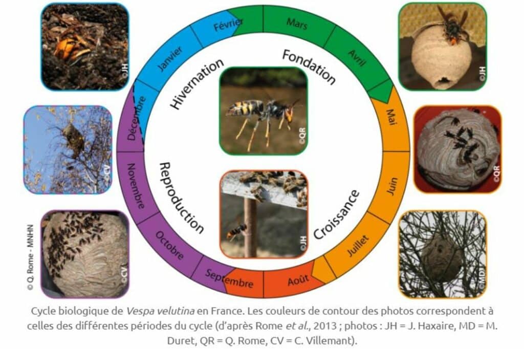 schema du cycle biologique du frelon asiatique