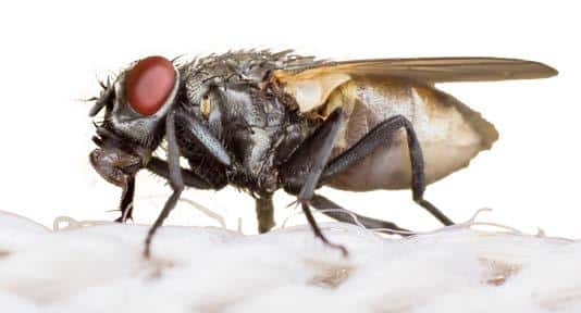 Zoom optique d'une mouche