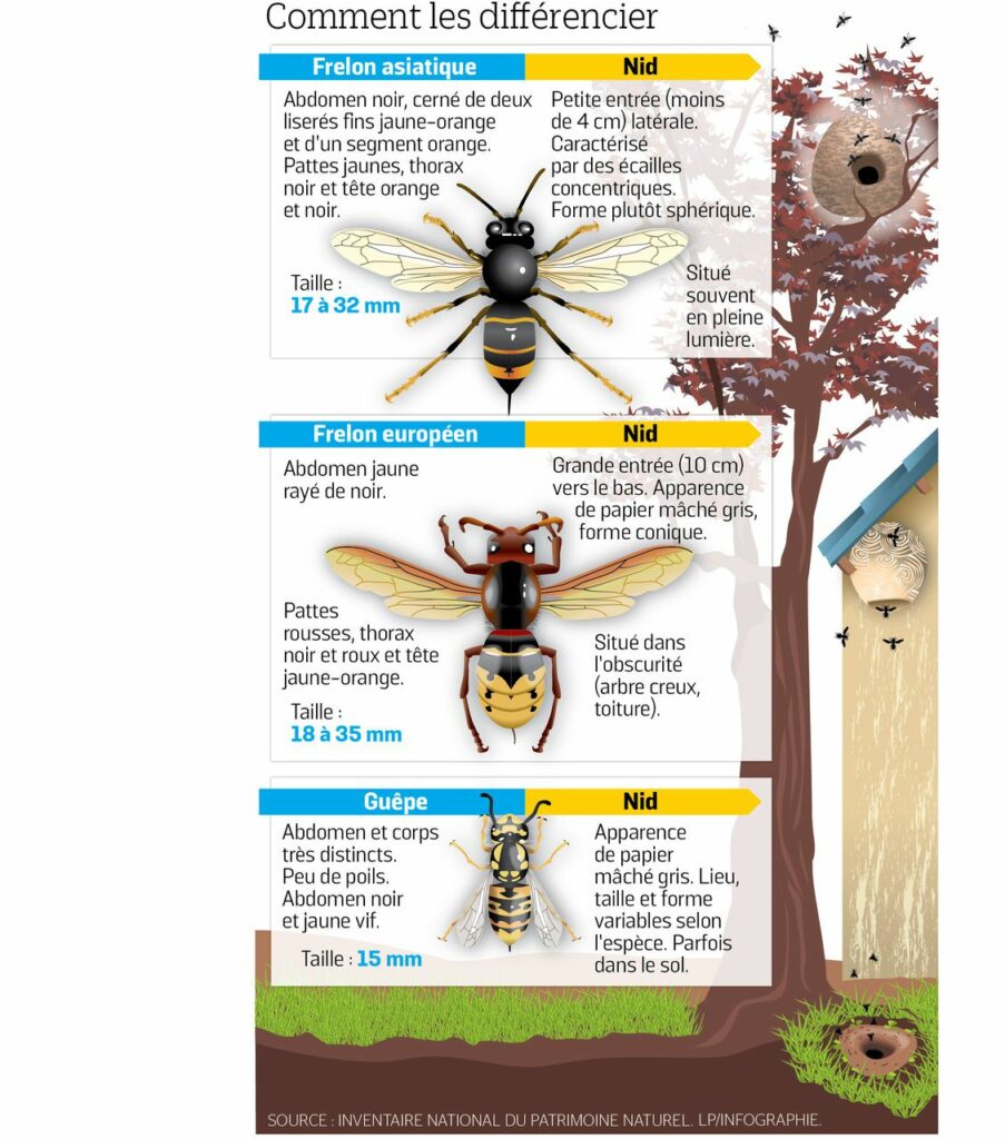 infographie frelon asiatique et frelon européens et guêpe