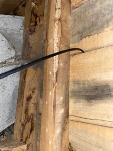Opercules de sortie d'hespérophane sur l'aubier de chêne
