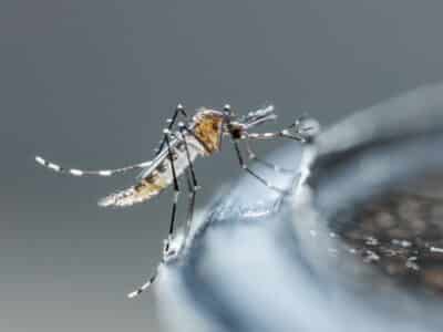 Moustique aedes albopictus nouveau-né