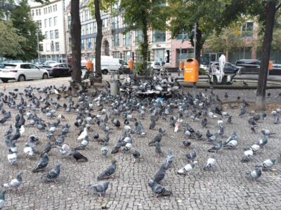 Infestation de nuisible en ville