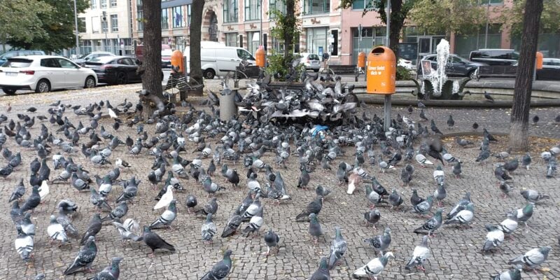 Infestation de nuisible en ville