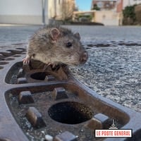 rat gris sur une plaque d'égout