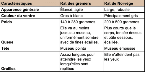 Tableau de comparaison des caractéristiques du rat brun et du rat noir