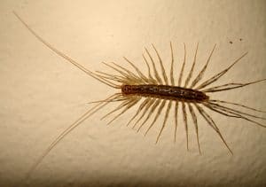 Scutigera coleoptrata