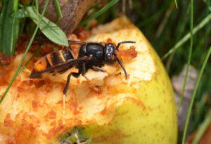 Frelon asiatique sur un fruit 