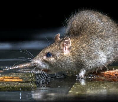 invasion rats perturbe-comportement poissons