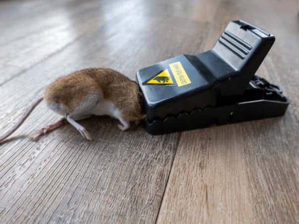 Des employés utilisent des «déplaceurs de souris» pour rester