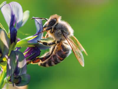 abeille sur une fleur