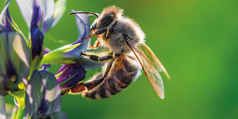 abeille sur une fleur