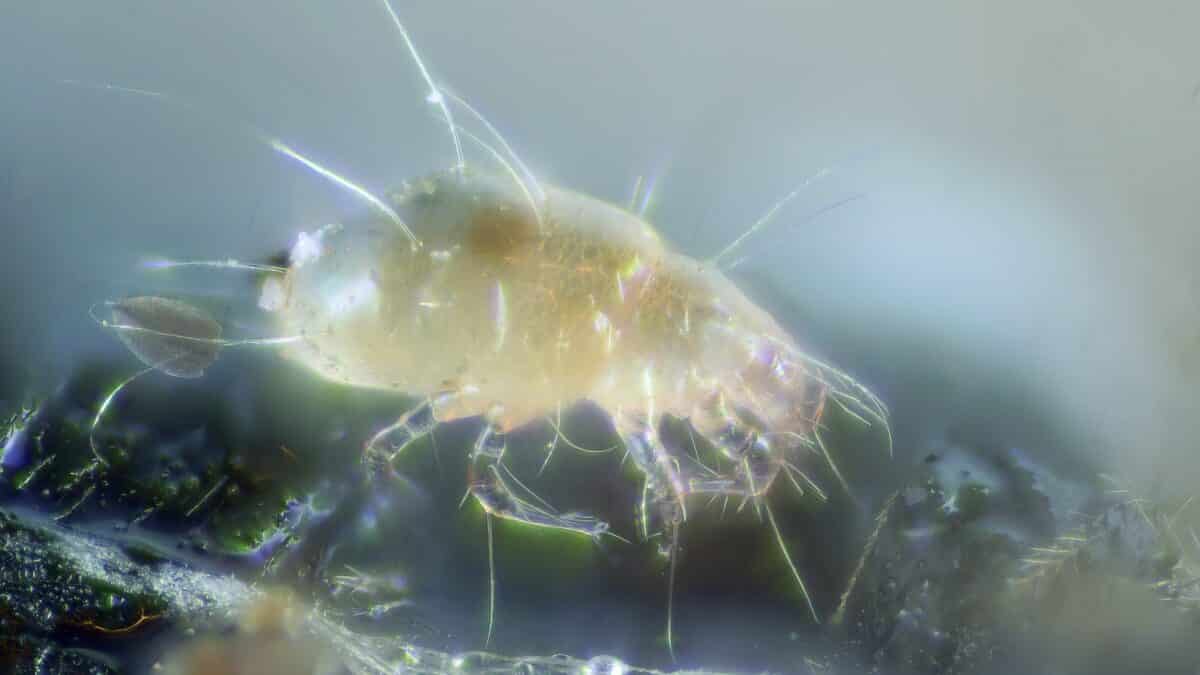 Image d'un acadien vivant sur des abeilles mortes