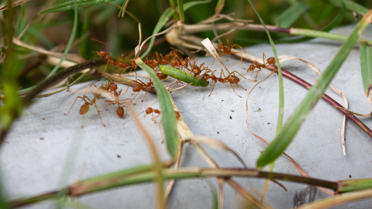 Colonie de fourmis de feu transportant une chenille verte sur une surface en béton entourée d’herbe – image macro illustrant la coopération et la prédation chez les insectes.