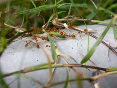 Colonie de fourmis de feu transportant une chenille verte sur une surface en béton entourée d’herbe – image macro illustrant la coopération et la prédation chez les insectes.