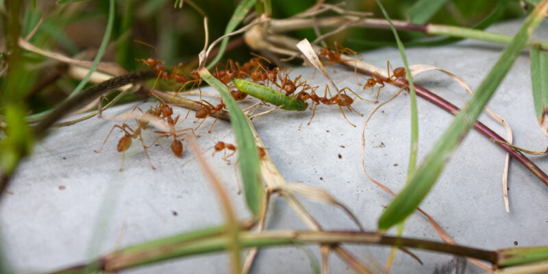 Colonie de fourmis de feu transportant une chenille verte sur une surface en béton entourée d’herbe – image macro illustrant la coopération et la prédation chez les insectes.