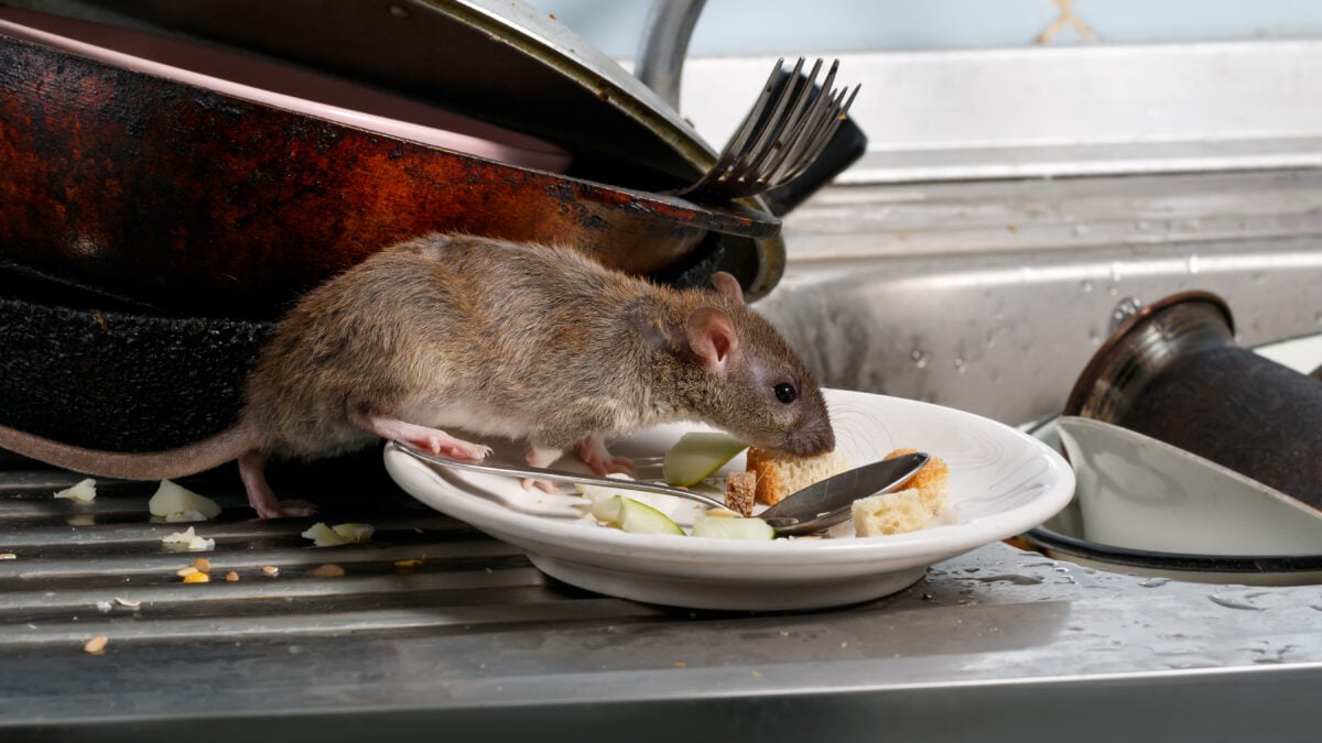 Lutte contre les rongeurs - rat dans l’évier