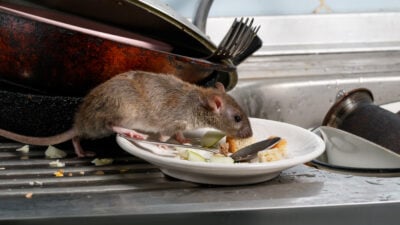 Lutte contre les rongeurs - rat dans l’évier