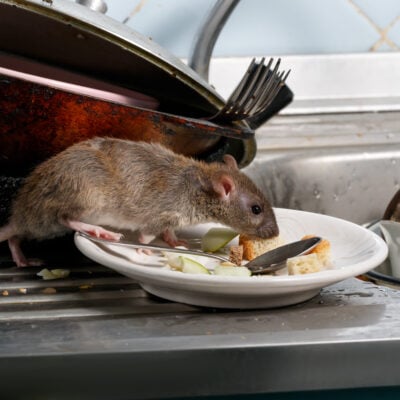 Lutte contre les rongeurs - rat dans l’évier