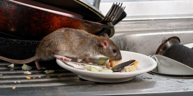Lutte contre les rongeurs - rat dans l’évier