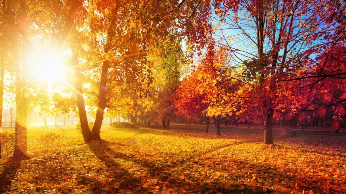 nuisibles d’automne
