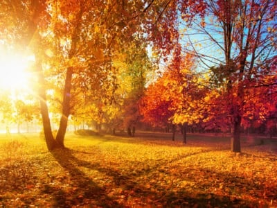 nuisibles d’automne